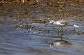 (Tringa stagnatilis) Cet oiseau habite les landes humides intérieures, en eau douce ou saumâtre et se nourrit d'insectes, de vers et de larves... chevalier,stagnatile,kenya,afrique 