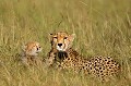 Les photographes et les rangers ont pris l'habitude de donner des noms aux félins rencontrés dans la plaine dorée du Masaï Mara. La mère porte donc le nom de "Saba" et le bébé, bien que de sexe féminin a été surnommé "Toto" ! guepards,Kenya,afrique 