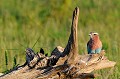 (Coracias caudatus) Très présent le long des pistes et des routes, ce bel oiseau coloré est souvent posé sur des arbres, des buissons ou des poteaux, à la recherche de gros insectes... rollier,Kenya,afrique 