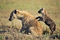 La femelle est maternelle et patiente avec son rejeton. Quel est le sexe de ce dernier ? Chez les hyènes, il est difficile de distinguer un mâle d'une femelle, car cette dernière possède un clitoris si proéminent, entouré de grandes lèvres, que la vulve ressemble aux organes sexuels des mâles... hyenes,Kenya,afrique 
