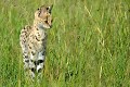 Elégant félin, haut sur pattes, portant de grandes oreilles, cet animal très discret est spécialisé dans la chasse aux petits rongeurs qu'il traque dans les hautes herbes... serval,Kenya,afrique 