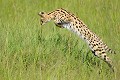 Tel un renard, le Serval effectue un étonnant bond, pour fondre sur sa proie... serval,Kenya,afrique 