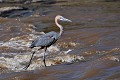 (Ardea goliath) C'est le plus grand des hérons d'Afrique. Ses lieux de vie : lacs et rivières. Il pêche seul de gros poissons, grenouilles et crabes. Il ne dédaigne pas les lézards et les serpents. heron,goliath,kenya,afrique 