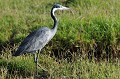 (Ardea melanocephala) Ce grand héron de couleur sombre habite les prairies, les savanes, les clairières en forêt et près de l'eau. Il se nourrit de petits rongeurs, sauterelles, oisillons et lézards. heron,melanocephale,kenya,afrique 