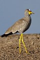 (Vanellus senegallus) Cet oiseau se rencontre dans les marais et plaines humides. Il recherche pour nourriture les sauterelles, bousiers, grillons, criquets... Il est très soigneux de son apparence, passant du temps à lisser ses plumes, à se baigner, à se gratter, à faire des étirements... vanneau,senegal,kenya,afrique 