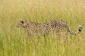  guepard,kenya,afrique 