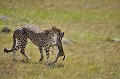  guepard,kenya,afrique 