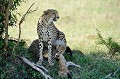  guepards,kenya,afrique 