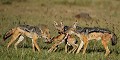 S'ils se nourrissent de cadavres abandonnés par les grands félins, les chacals sont aussi des prédateurs redoutables pour les bébés gazelles de Thomson, dik-diks, oiseaux, jeunes phacochères, ovins, bovins, caprins... Ils mangent aussi les reptiles et les insectes. Le chacal est un omnivore opportuniste. La chasse se fait plutôt à deux. Dans le cas présent, trois chacals se sont attaqués à une gazelle de Thomson et son petit. La tactique consiste pour deux d'entre eux à harceler la mère jusqu'à ce qu'elle ne puisse plus défendre son petit, le troisième se saisissant alors du bébé et le tuant par étouffement. Les trois chacals vont se nourrir des viscères, puis déchirer la proie afin de se la partager... (Cette photo a été sélectionnée au Festival internationa de la photo animalière et de nature de Montier-en-Der en 2010) chacals,kenya,afrique 