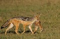  chacal,kenya,afrique 