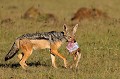  chacal,kenya,afrique 