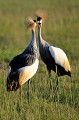 (Balearica regulorum) Ce magnifique oiseau vit dans la savane herbeuse, les plaines inondées, les marais, les champs de céréales. Il se nourrit de graminées et d'insectes. La danse nuptiale marquée par des révérences, des sauts et des rondes est d'une grande élégance... grues,royales,Kenya,afrique 