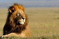  lion,kenya,afrique 