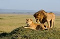 Il n'y a pas de saison des amours chez les lions. Le temps qui sépare deux périodes de chaleur de la femelle va de quelques semaines à plusieurs mois. La période de réceptivité de la lionne est de 2 à 5 jours. lions,kenya,afrique 