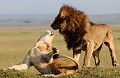 La femelle ne se laisse pas couvrir facilement. Ici le rejet est net. Le lion devra se montrer patient, effectuer plusieurs approches pour qu'enfin elle donne son consentement... lions,kenya,afrique 