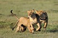  lions,kenya,afrique 
