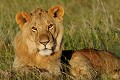  lion,kenya,afrique 