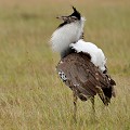 (Ardeotis kori) L'Outarde kori est un très gros oiseau, qui vit dans la savane herbeuse, se nourrissant de sauterelles, bousiers, petits reptiles, rongeurs, graines, racines et courges sauvages. En raison de sa lourdeur, il vole très peu. Lors de la parade amoureuse, le mâle redresse sa huppe, enfle les plumes du cou et dresse la queue pour exposer les caudales blanches, fait vibrer tout son corps en gloussant pour séduire la femelle... outardekori,kenya,afrique 