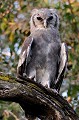 (Bubo lacteus) Ce rapace nocturne se repose le jour dans les grands arbres. Il chasse en début de soirée, se nourrissant de lièvres, mangoustes, hérissons, rats et pigeons... grand,duc,verreaux,kenya,afrique 