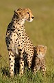  guepards,kenya,afrique 