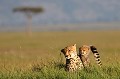  guepards,kenya,afrique 