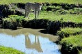  guepard,Kenya,afrique 