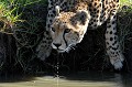  guepard,Kenya,afrique 