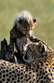 guepards,Kenya,afrique 