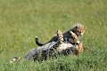  guepards,Kenya,afrique 
