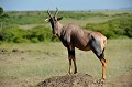 Cette grande antilope porte le nom de Damalisque, mais est plus connue sous le patronyme de Topi (top = sommet) qui lui a été donné par les anglais. En effet, cet animal grégaire qui vit dans les grandes plaines herbeuses, vertes et fertiles, se tient souvent posté au sommet des termitières, d'où il monte la garde... topi,dasmalique,kenya,afrique 