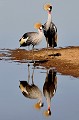 (Balearica regulorum) Grues royales grues,royales,kenya,afrique 