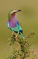 (Coracias caudatus) rollier,longs,brins,kenya,afrique 
