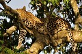 Après avoir tué et dévoré un Cobe defassa, le léopard s'accorde une sieste digestive. On remarquera au passage la splendeur de sa robe. leopard,kenya,afrique 