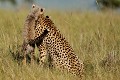  guepards,kenya,afrique 