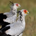 (Sagittarius serpentarius) Etrange rapace de la faune africaine. Cet oiseau vit dans la savane herbeuse et arborée. Il capture les serpents qu'il tue en les frappant du pied. Il se nourrit également de sauterelles, rongeurs, lézards, poussins... Cet oiseau doit son nom de secrétaire aux plumes de la nuque, qui rappellent la silhouette d'un secrétaire d'autrefois, plume à l'oreille. Il est aussi appelé le "messager"... Sur cette photo on peut assister à la marche d'un même pas de deux secrétaires... secretaires,serpentaires,kenya,afrique 