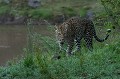 Cette femelle a souvent été filmée par la BBC et maintes fois photographiée. Outre sa beauté, elle est très maternelle et redoutable à la chasse...  