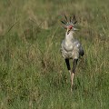 (Sagittarius serpentarius) Etonnant rapace, haut sur pattes, se rencontre dans la savane herbeuse, où il peut parcourir chaque jour 20 km à la recherche de petits serpents. Il est appelé aussi "Secrétaire" en raison des plumes qu'il porte sur la nuque et qui rappellent la silhouette d'un secrétaire d'autrefois, plume à l'oreille !!!  