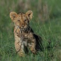 Ce petit lion s'amuse avec un morceau de bois... Il est à l'âge de l'insouciance et de la découverte !  