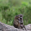 Les petits babouins sont joueurs et turbulents obligeant les parents à faire preuve d'autorité. Sur cette image deux petits se tiennent calmement par la main. Instant magique de complicité...  