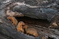 Les Mangoustes naines ont investi un arbre creux pour y abriter leur colonie.  