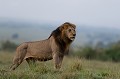 Ce beau mâle se tient dans la position élégante et majestueuse, digne de son statut de roi des animaux !  
