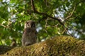 (Bubo lacteus) Il vit dans la savane arborée et se nourrit de petits mammifères mais aussi de serpents, oiseaux, lézards, crapauds, poissons et insectes...  