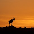 Le Topi, posté sur une butte, a en charge la sécurité du troupeau. A l'approche d'un prédateur il alertera les siens d'un danger imminent !  
