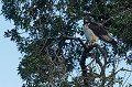 (Buteo augur) La Buse Augur se rencontre dans les habitats ouverts ou semi-ouverts de l'Afrique de l'Est. Oiseau sédentaire, attaché à son territoire, chasse les petits mammifères, les reptiles, les oiseaux, les insectes, les grenouilles et s'intéresse occasionnellement aux charognes. Espèce peu menacée.  