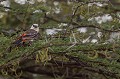 (Dinemellia dinamelli) Ce bel oiseau vit dans la savane aride parsemée de buissons ou arborée à acacias ou baobabs.  