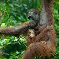 L'Orang Outan a une espérance de vie d'environ 40 ans. La vie sexuelle débute entre 10 et 15 ans. Reproduction : un bébé par portée en moyenne tous les 5 ans au terme d'une grossesse de 9 mois. Le bébé ne quitte pas sa mère pendant les 30 premiers mois de son existence. Le père ne joue aucun rôle dans l'éducation du petit.  