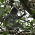 Ce singe, reconnaissable à sa petite crête et sa moustache grise vit dans les mangroves et forêts littorales.  