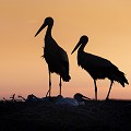 Symbole de fertilité, la Cigogne est associée dans l'imagerie populaire aux naissances. Cet échassier migrateur avait l'habitude de quitter l'Europe pour l'Espagne et l'Afrique de fin août à fin février. Avec le réchauffement climatique l'oiseau est devenu sédentaire et on peut l'observer pratiquement toute l'année en Alsace et aussi en Charente-Maritime où il trouve une température et une nourriture à sa convenance.  