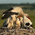 De fin mars à mai, c'est la période des naissances. Au terme d'une gestation de 32 jours, la Cigogne pond de 1 à 5 oeufs. La couvaison est assurée par les 2 parents. Couple fidèle pour la vie. Les Cigognes ont une espérance de vie de 39 ans. vendée 