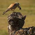 C'est la période des naissances. Tandis que la femelle reste au nid avec les petits, le mâle va chasser des petits rongeurs qu'il rapporte pour nourrir les bébés. Il fait une halte sur ce tronc d'arbre et appelle la femelle pour qu'elle vienne chercher la proie.  